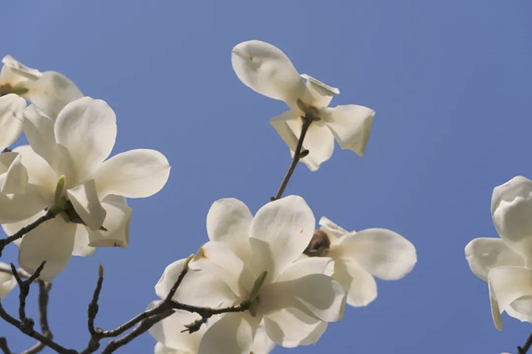 春暖花开